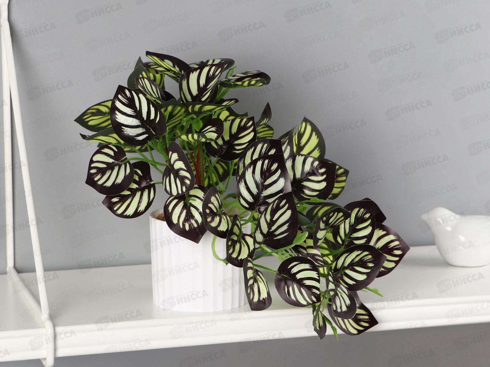 Бонсай в горшке &quotКалатея элегант&quot 9*19см зеленый 10325097