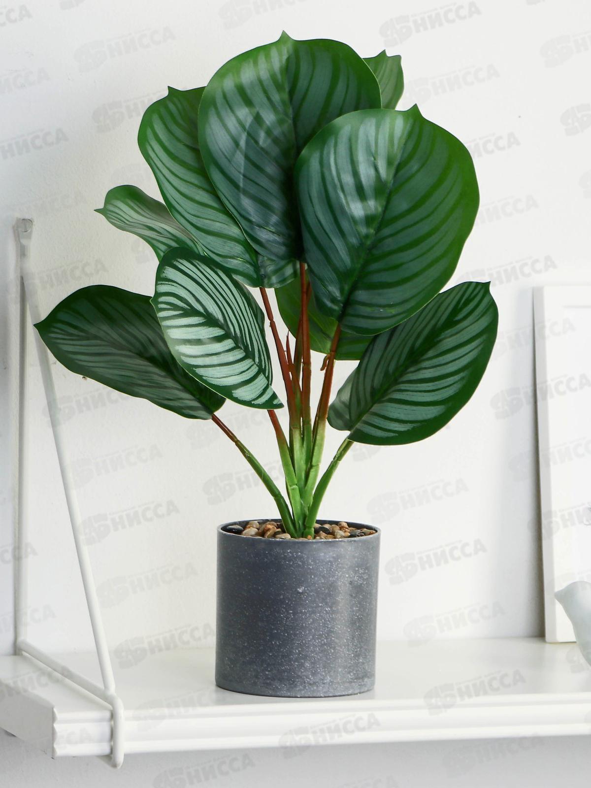 Бонсай в горшке &quotКалатея&quot 9*30см зеленый 9750508