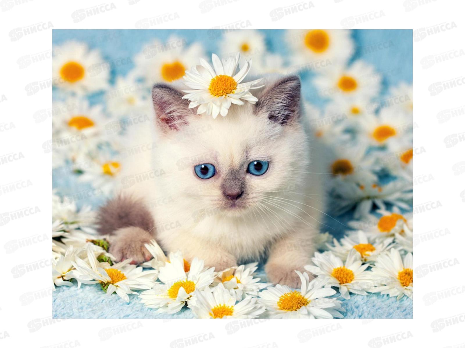 Алмаз. мозаика (класс.) 20х30см Котенок в ромашках, НД-0959 на картоне