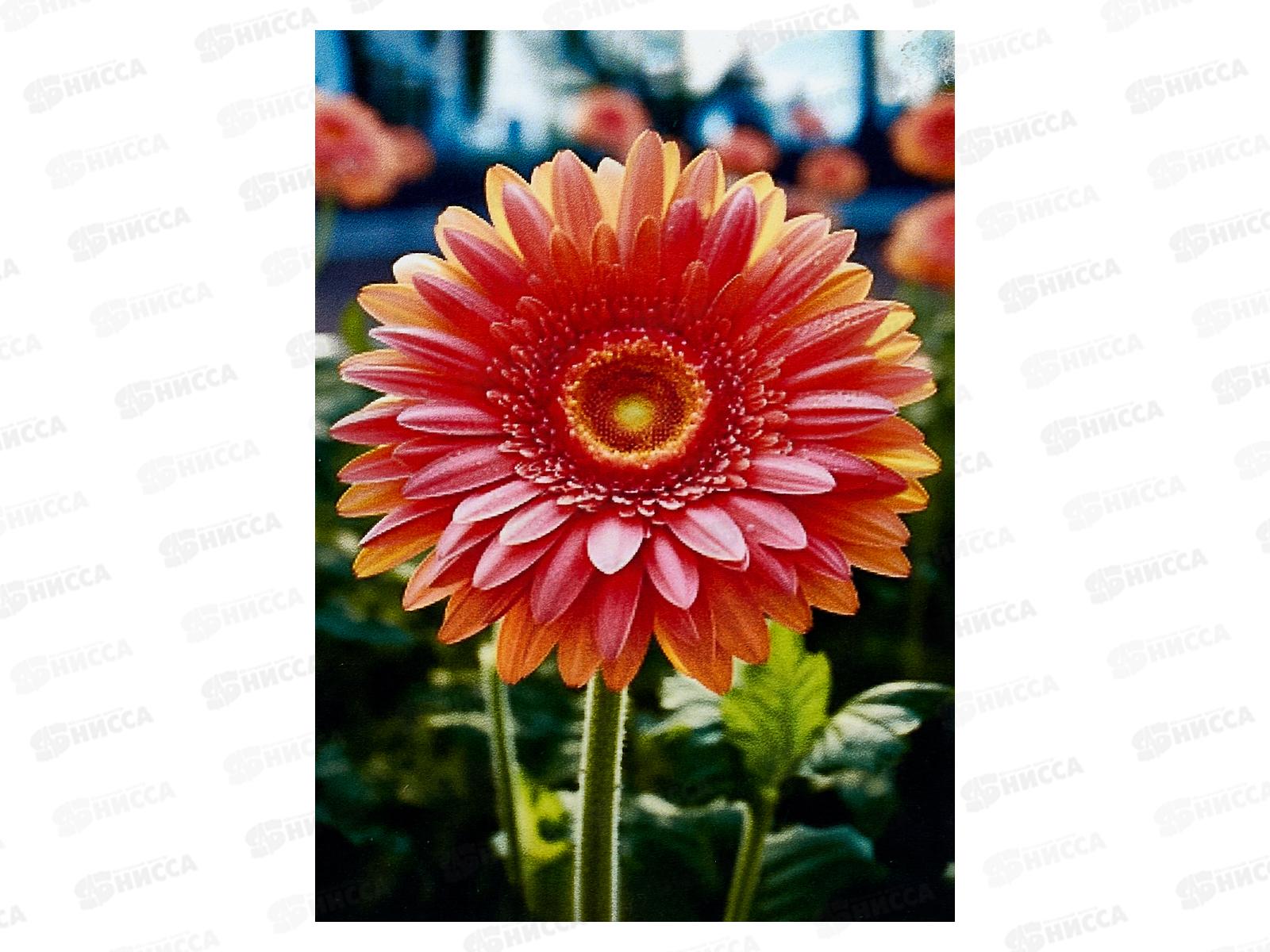 Картина по номерам 20*30 Гербера  АL12998*30