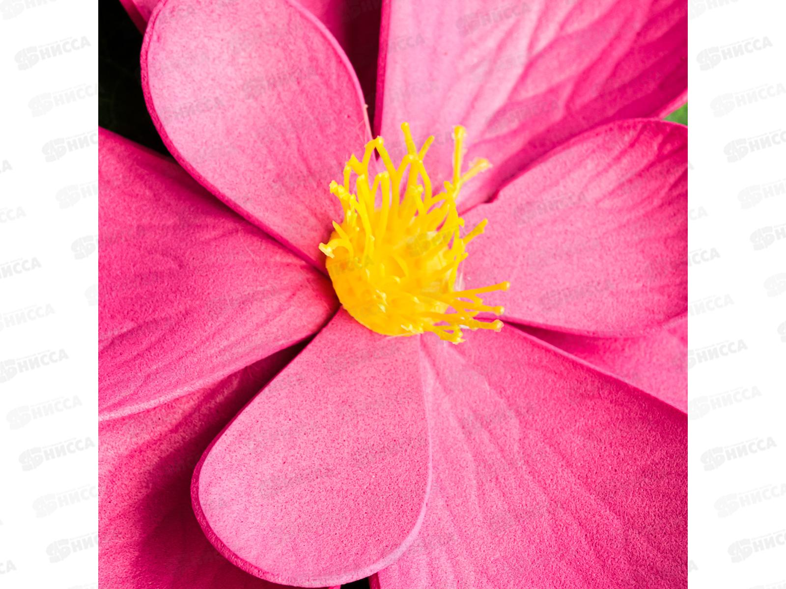 Лилия декорированная для пруда 15см   г