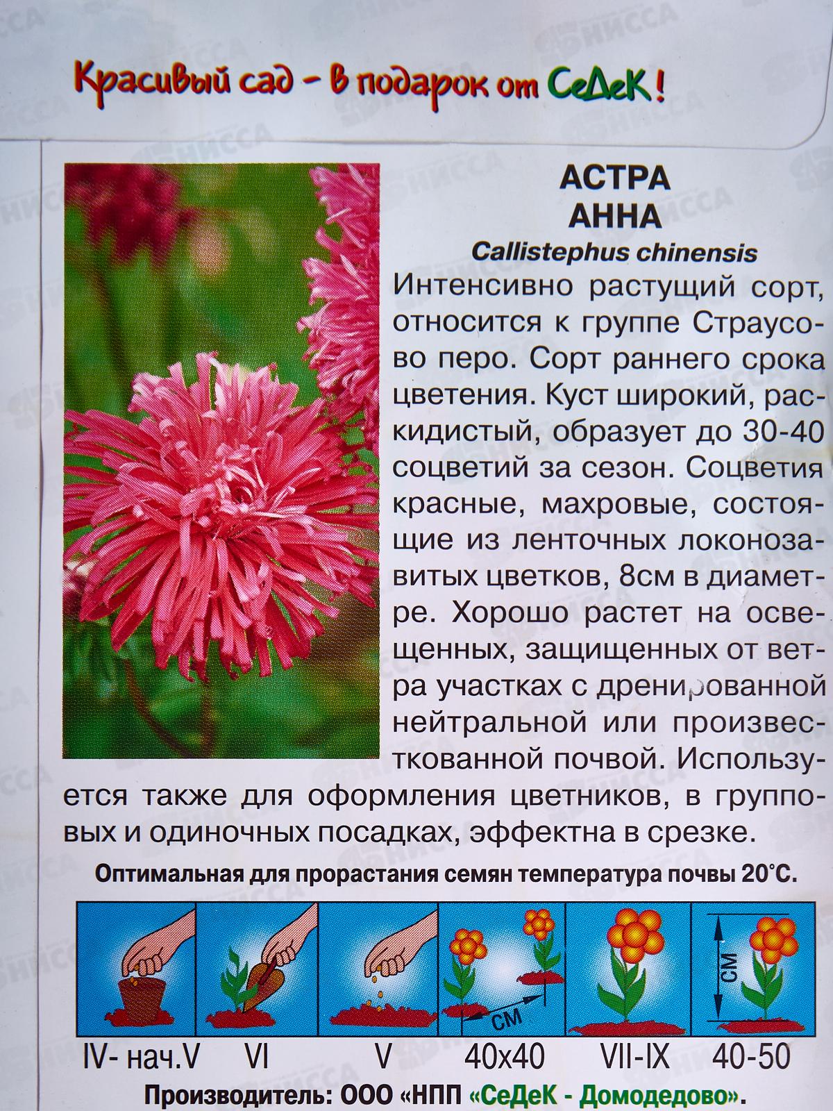 Астра Анна (страусовое перо красная) (Евро, 0,2) СеДек *10 +