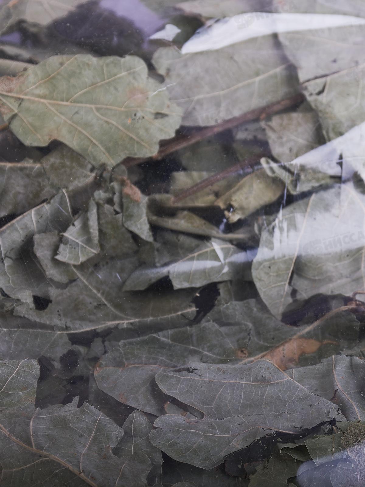 Веник дубовый в упаковке &quotБацькина баня&quot 20510 *20