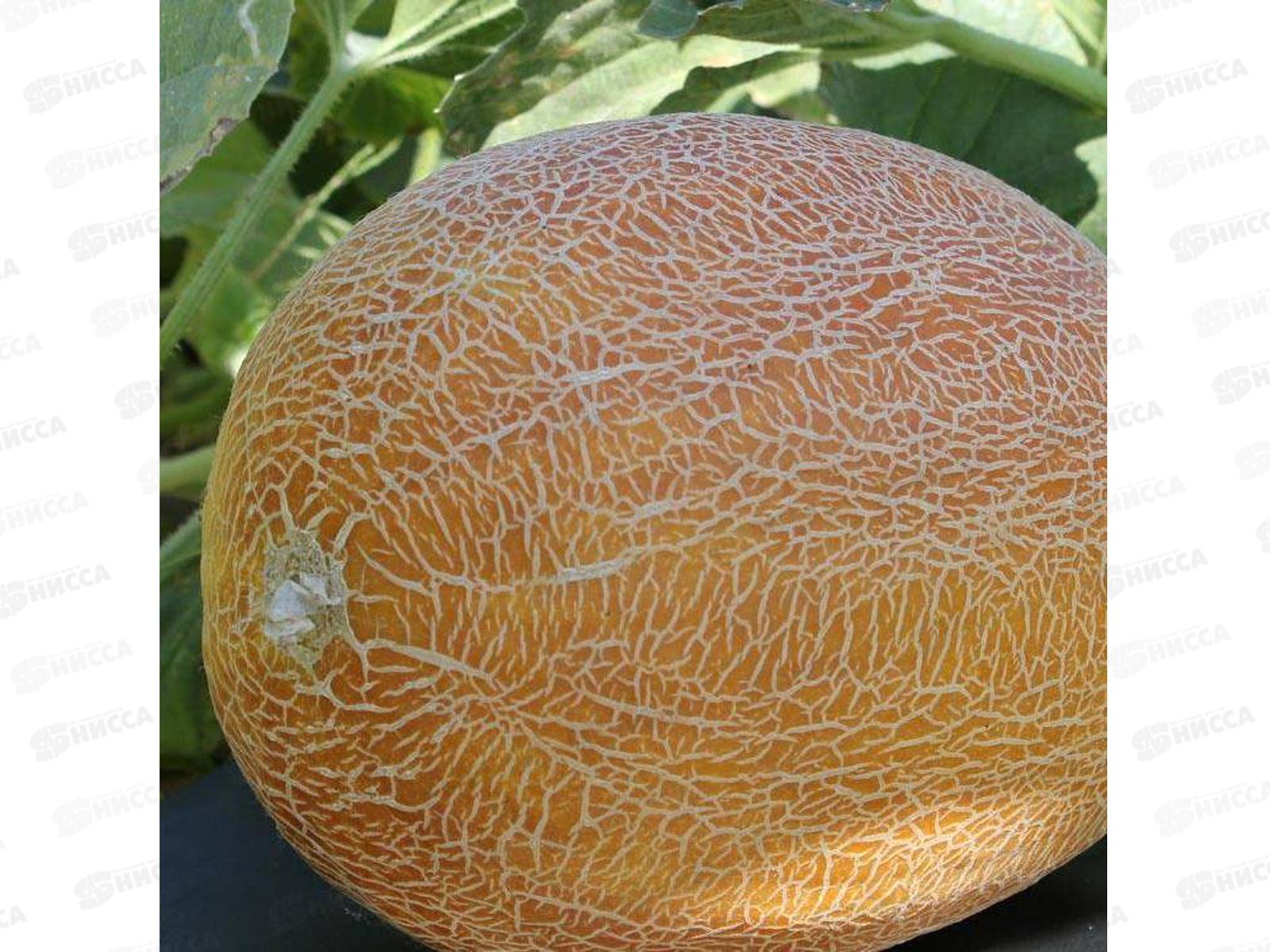 Дыня Лада средняя 1г *10 Т.П.