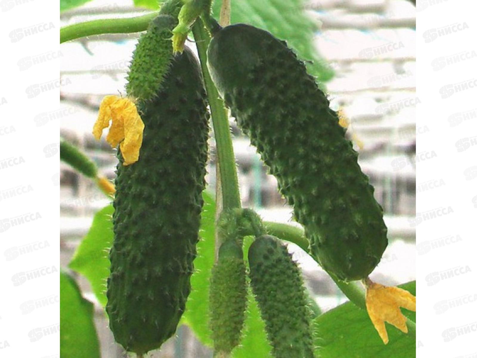 Огурец Артист F1 5шт *5 Т.П. +