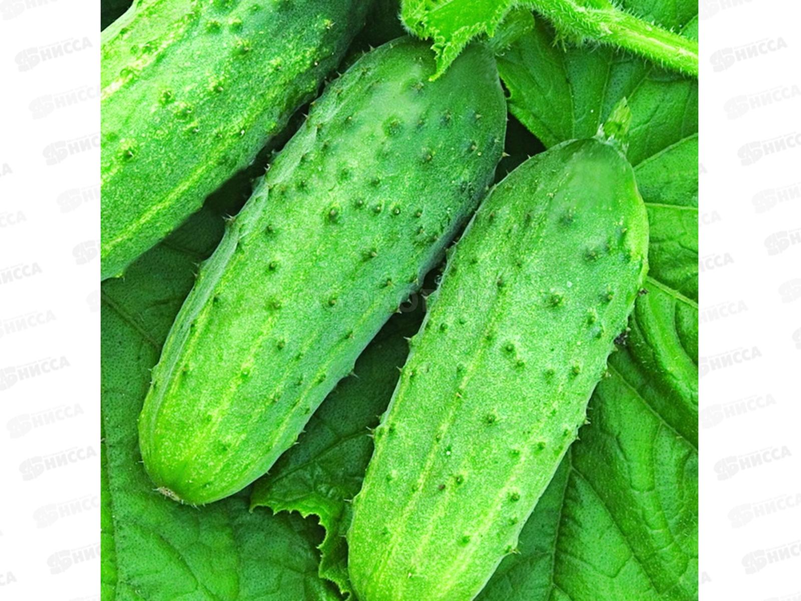 Огурец Конкурент раннеспелый F1 0,3г *10 Т.П. +