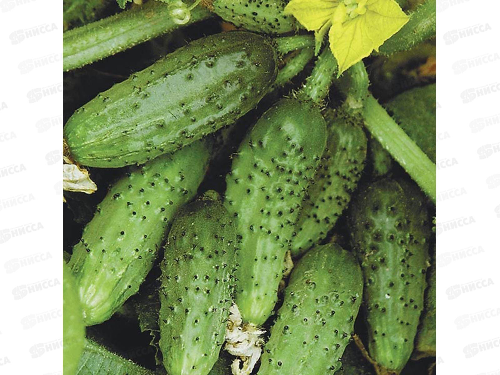 Огурец Кустовой раннеспелый F1 0,3г *10 Т.П. +