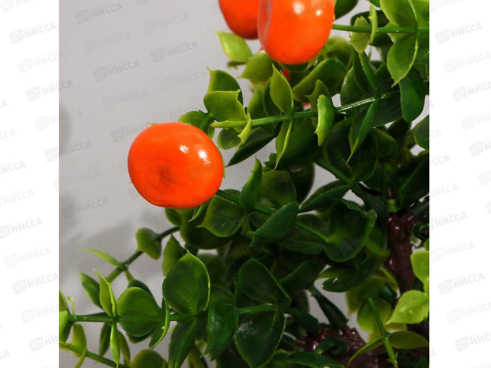 Бонсай &quotДеревце мандарин&quot 10*18см 4142806 *5