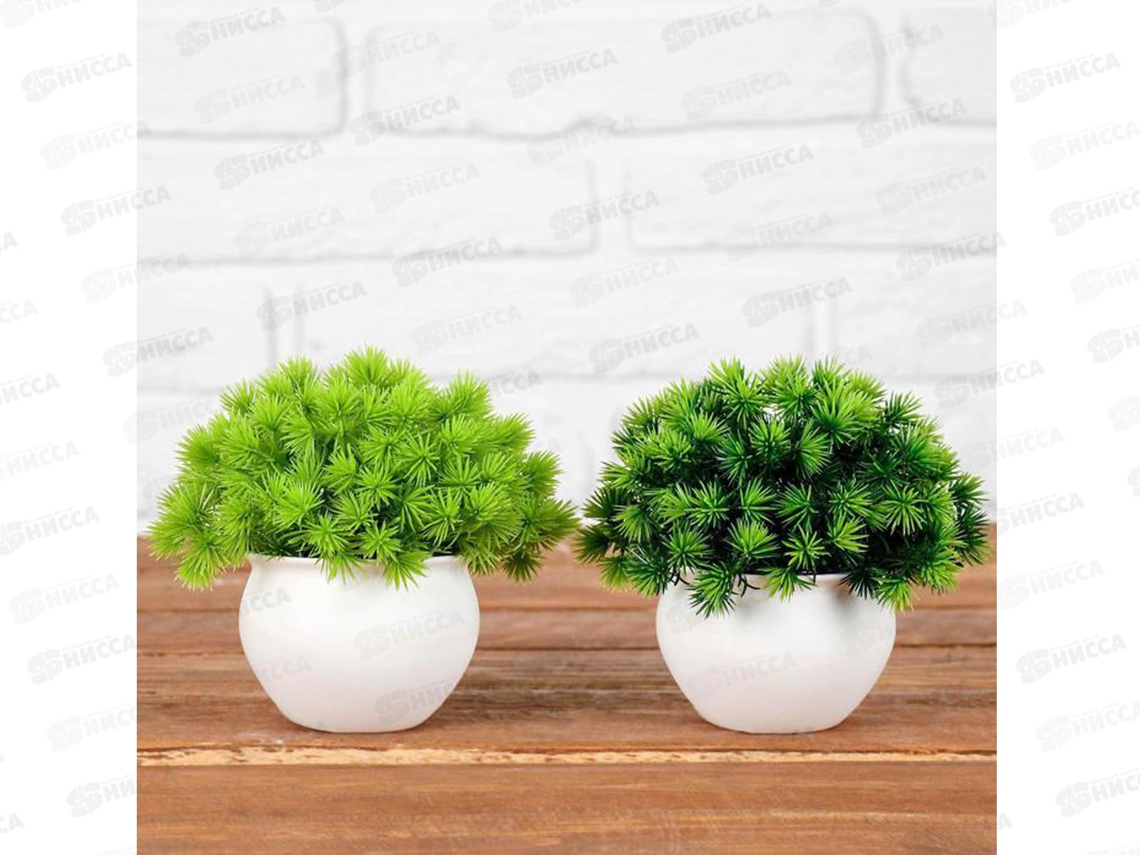 Бонсай в горшке &quotПушистые колючки&quot 9*13см микс 4457610