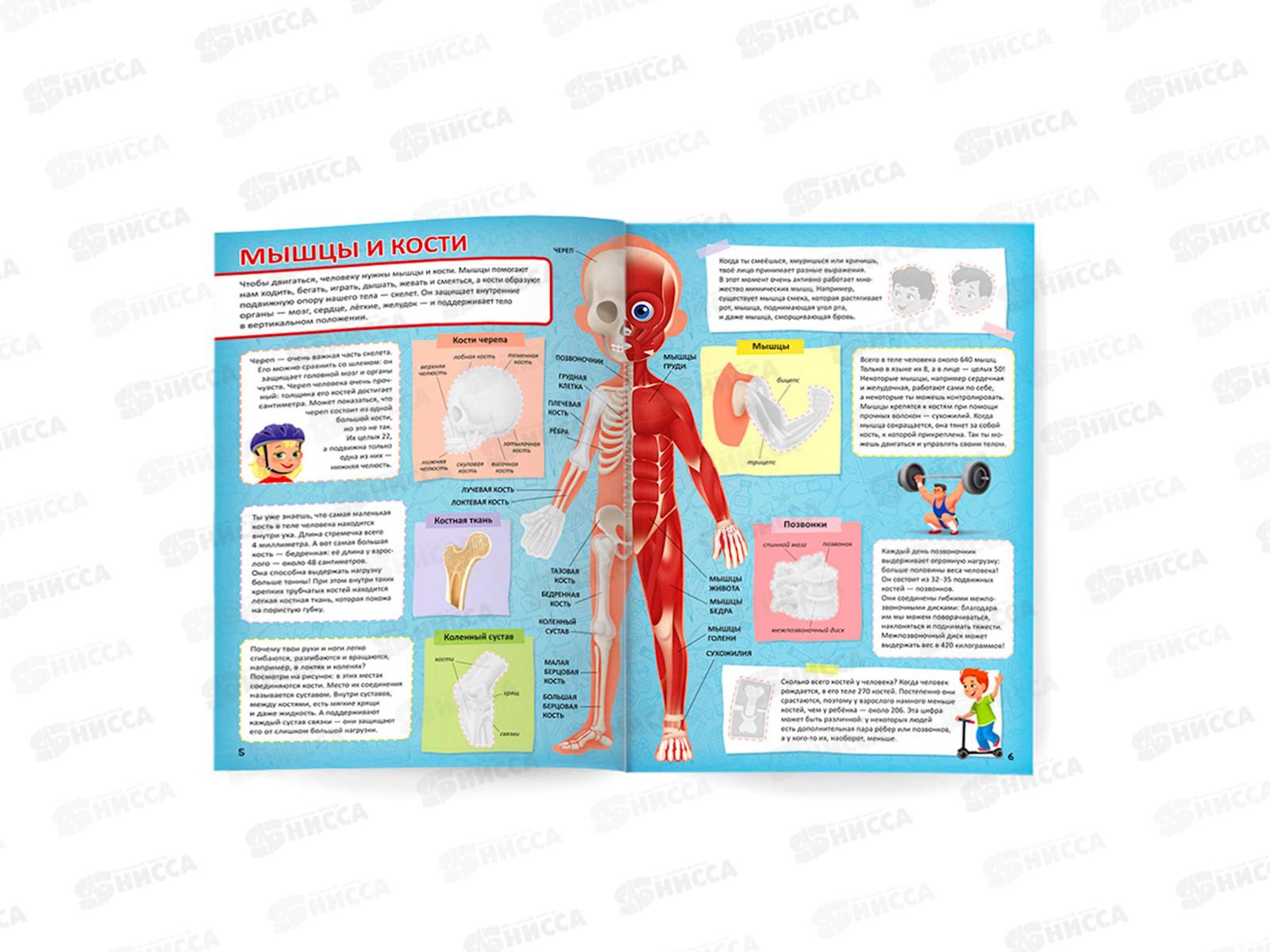 Атлас с наклейками. Тело человека. 16стр., 21х29,7см, 93959