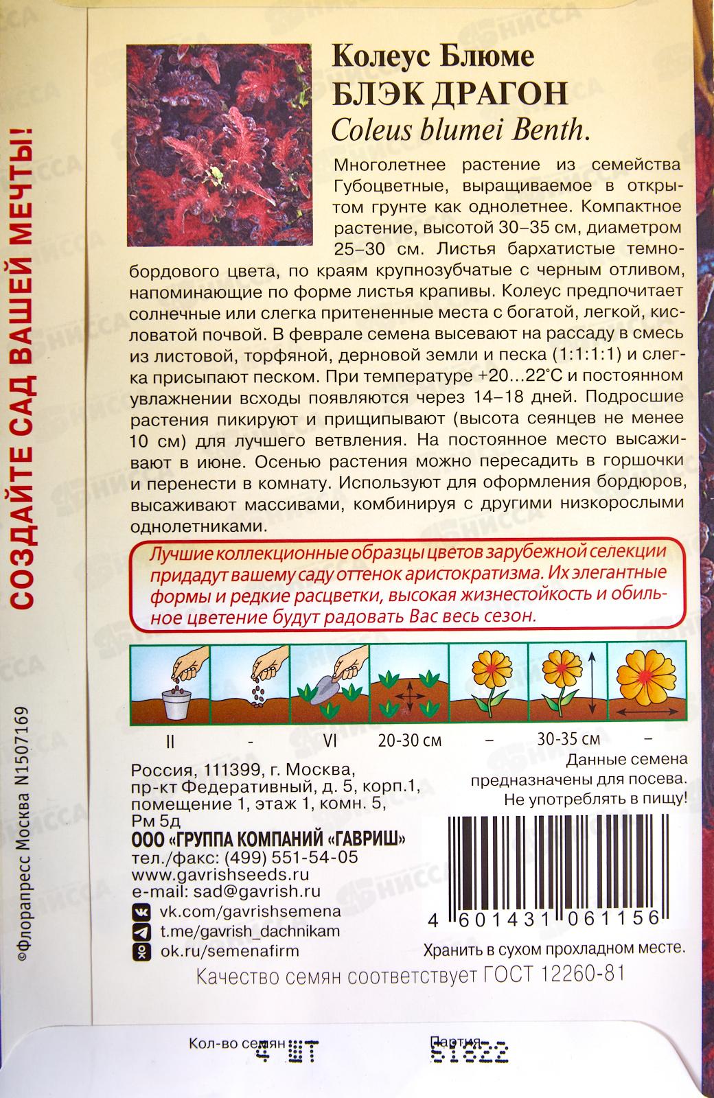 Колеус Блэк Драгон 4шт Элитная клумба *10 ГШ