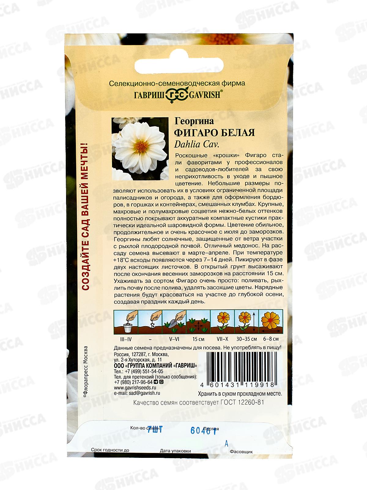 Георгина Фигаро белая 7шт Н23  *10 ГШ +