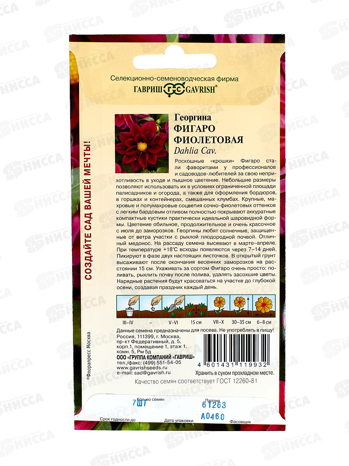 Георгина Фигаро фиолетовая 7шт Н23  *10 ГШ +