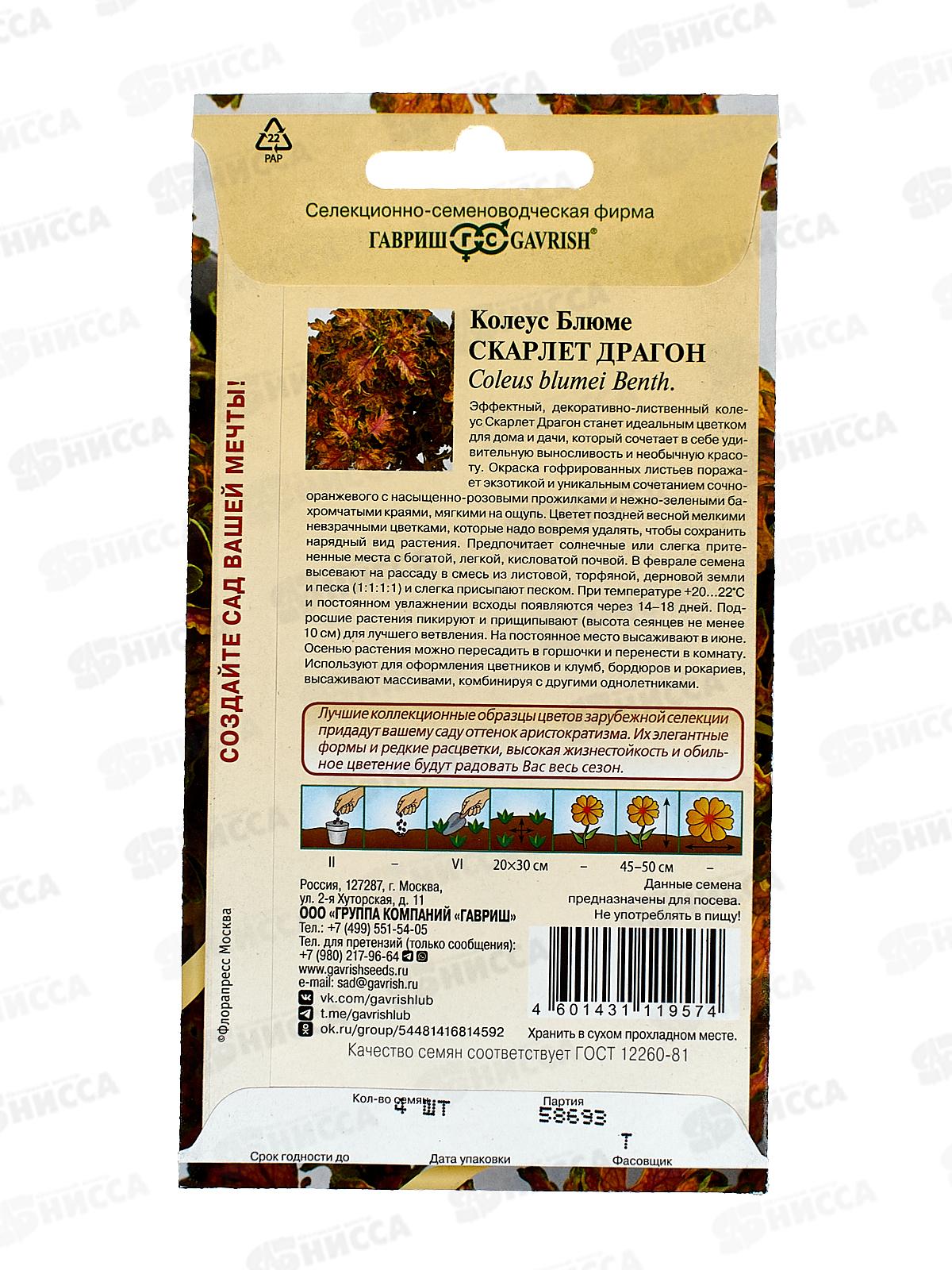 Колеус Скарлет Драгон 4шт Элитная клумба *10 ГШ +