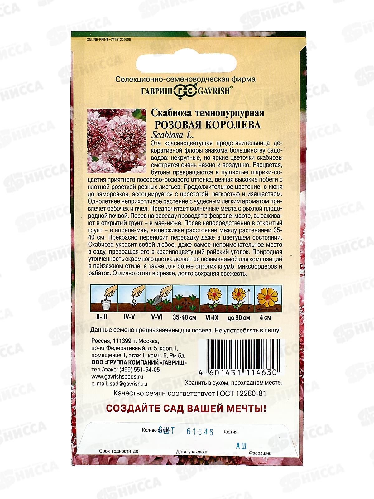 Скабиоза темнопурпурная Розовая королева махр. смесь 6шт *10 ГШ +