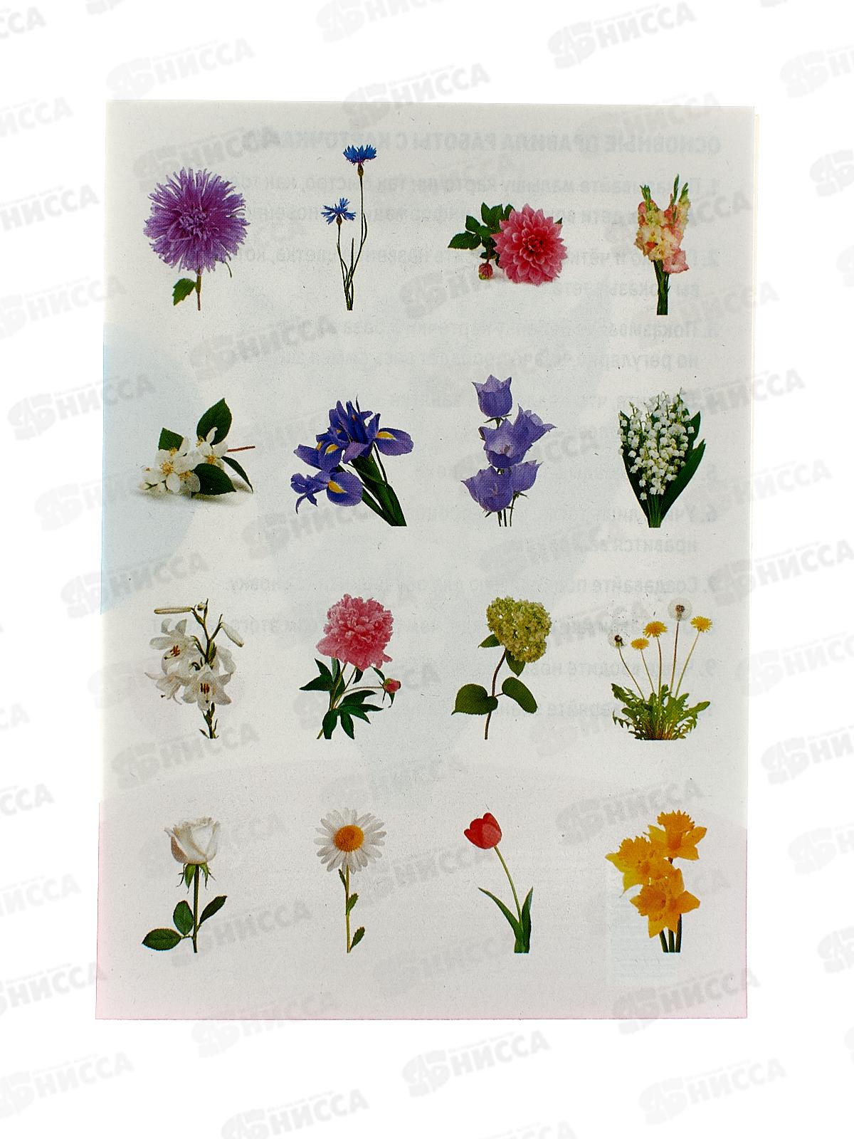 Карточки развивающие &quotЦветы&quot 8 карт 9570017