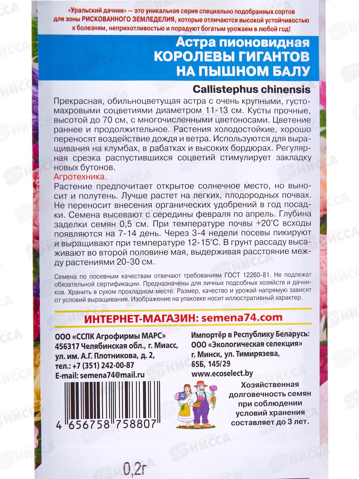 Астра Королевы гигантов на пышном балу пионовидная Евро *10 УрД +