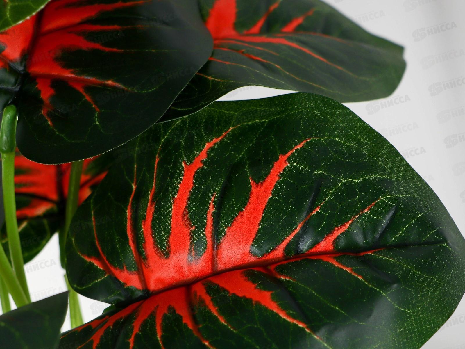 Бонсай &quotМаранта колор&quot 10*24см 10084544