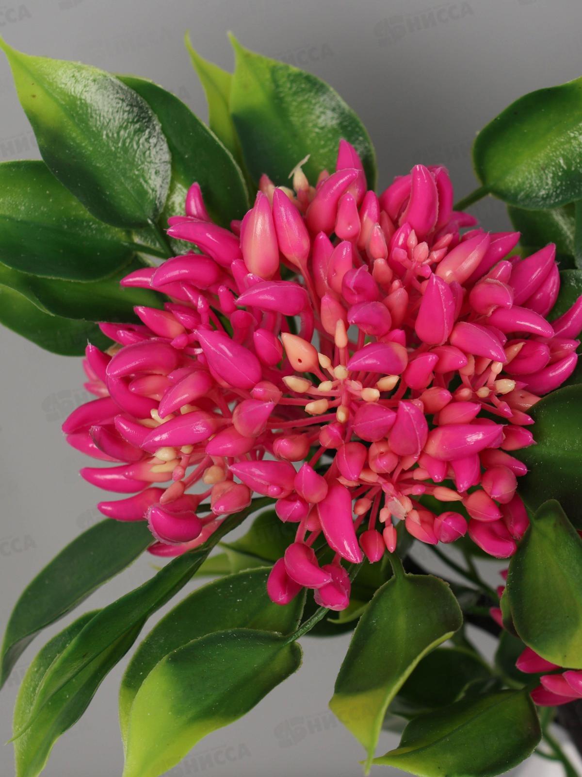 Бонсай &quotАшока комнатная&quot 23*11см микс 10455198