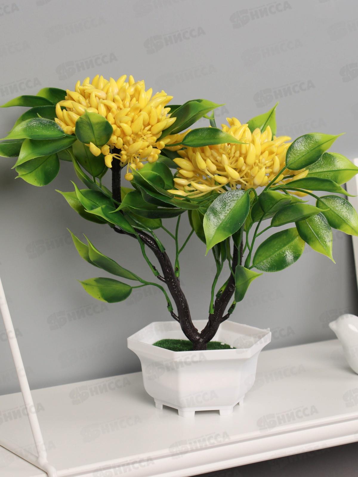 Бонсай &quotАшока комнатная&quot 23*11см микс 10455198