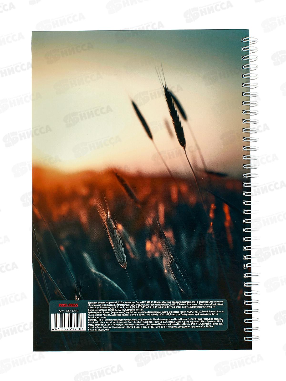 Записная книга ПП А4 120л Колоски, гребень, 120-1710