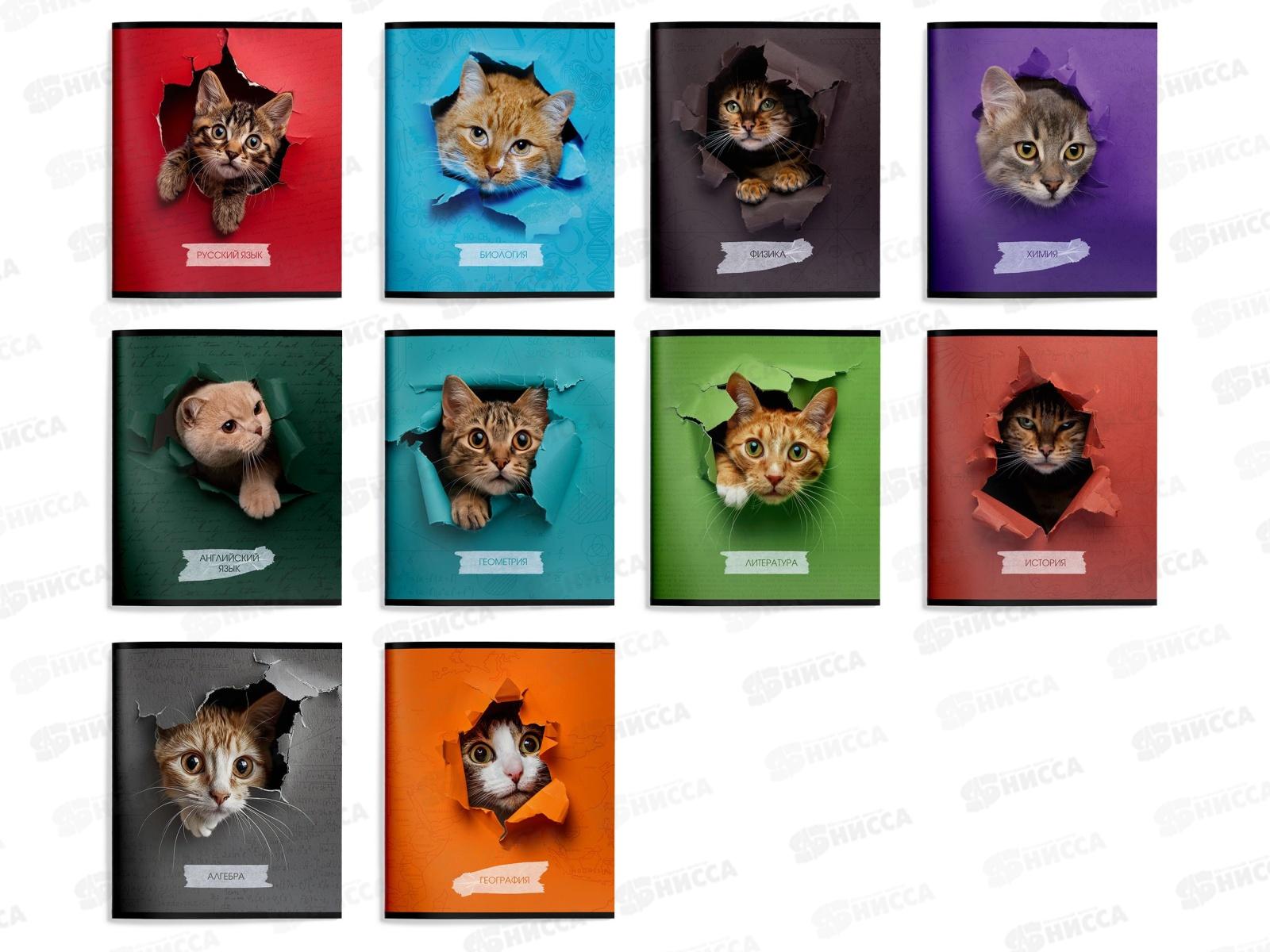 Набор 48л тетр. Schoolformat Любопытный котик 10шт. ТТК10-КВД *10