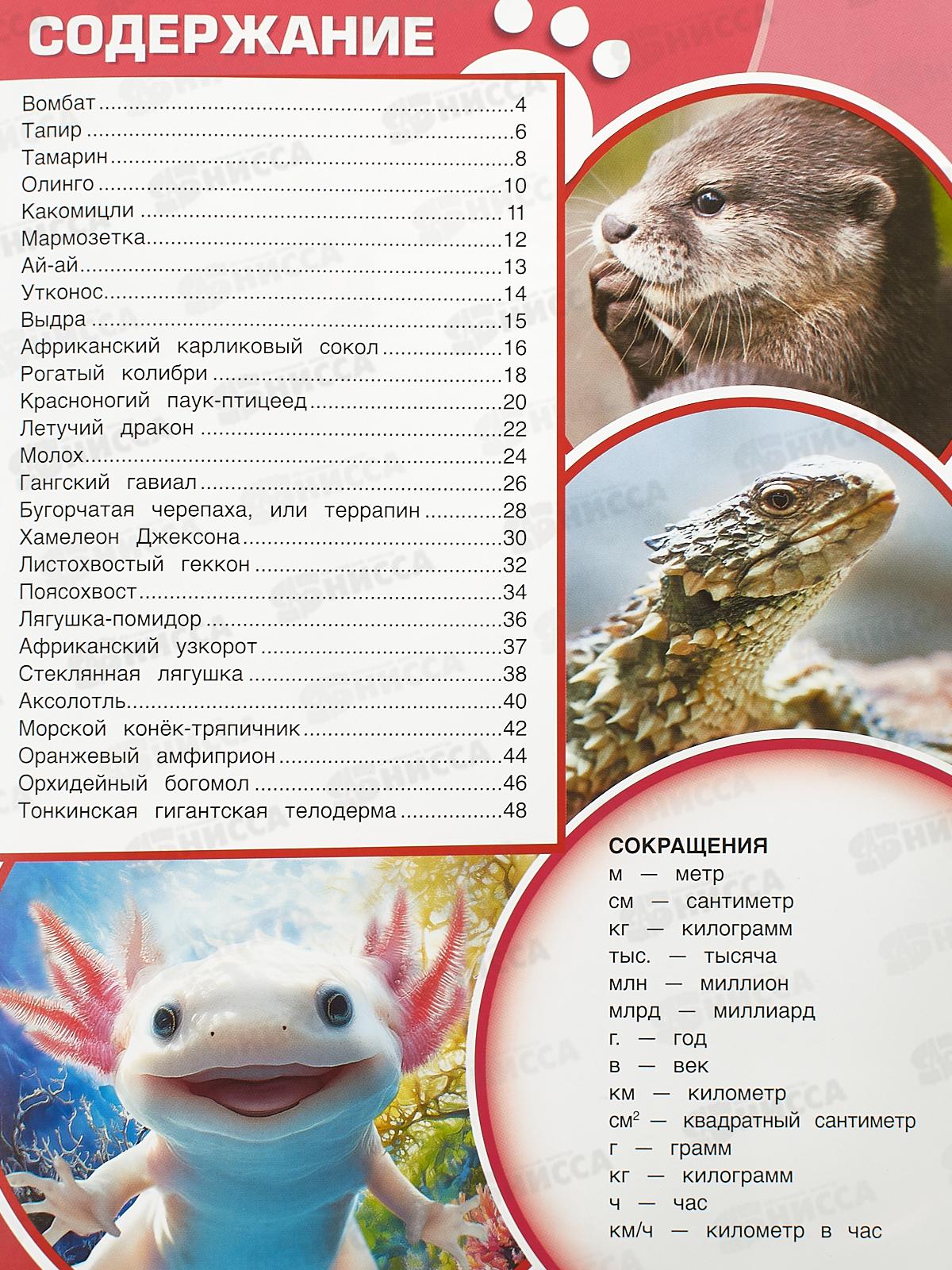 Энциклопедия 10950-1 Умка: Аксолотль. Самые удивительные животные, 48стр., 197х255мм  *15