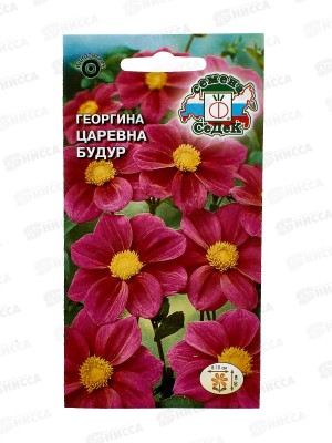 Георгин Царевна Будур (пурпурная) (Евро, 0,2) СеДек *10 +