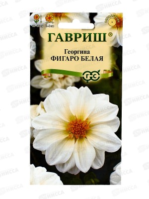Георгина Фигаро белая 7шт Н23  *10 ГШ +