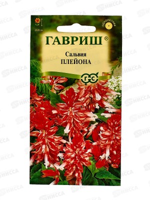 Сальвия Плейона карликовая 4шт  *10 ГШ +