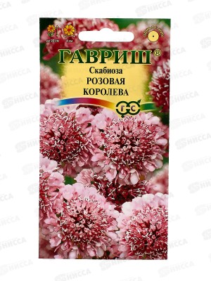 Скабиоза темнопурпурная Розовая королева махр. смесь 6шт *10 ГШ +
