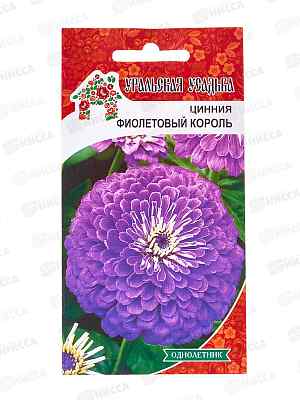 Цинния Фиолетовый король Евро УУ георгиноцветковая *10 УрД +