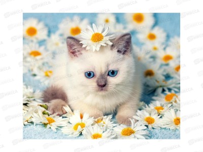 Алмаз. мозаика (класс.) 20х30см Котенок в ромашках, НД-0959 на картоне