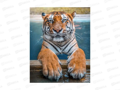 Алмаз. мозаика (класс.) 20х30см Тигр в бассейне, НД-0973 на картоне