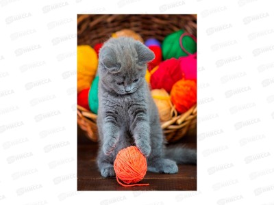 Алмаз. мозаика (класс.) 17х22см Котенок играет с клубком, НД-0739 с подр.