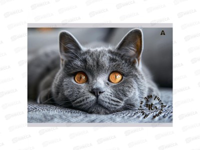 Альбом д/рис.40л  Alingar &quotКотик&quot mix, AL13294 *40