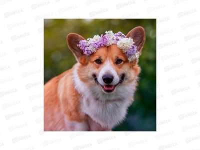 Алмаз. мозаика (класс.) 20х20см Корги с венком, НД-0894 на картоне