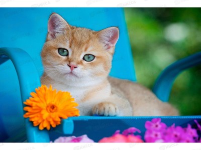 Алмаз. мозаика (блест.) 30х40см Котик на даче, НД-2684 без подр.