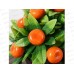 Бонсай в горшке &quotМандариновый куст&quot 13*18см 4555659