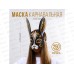 Маска карнавальная &quotКролик&quot 24,4*34,4см 7725302