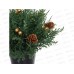 Хвойная композиция &quotЗимняя хвоя&quot 22*22*15см 848-436