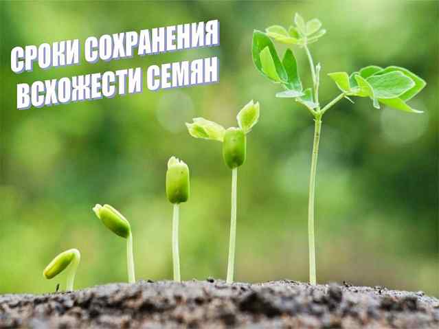 Сроки сохранения всхожести семян