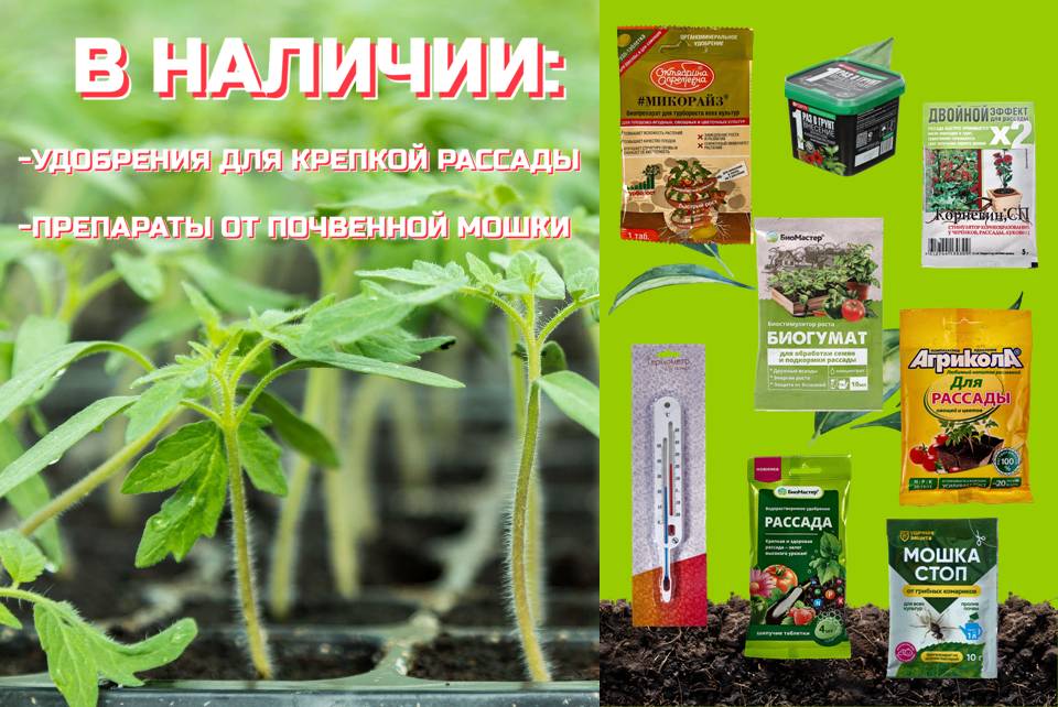 Здоровая рассада!